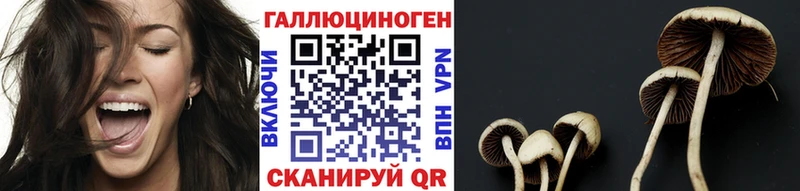 Псилоцибиновые грибы Psilocybe  Ивангород 